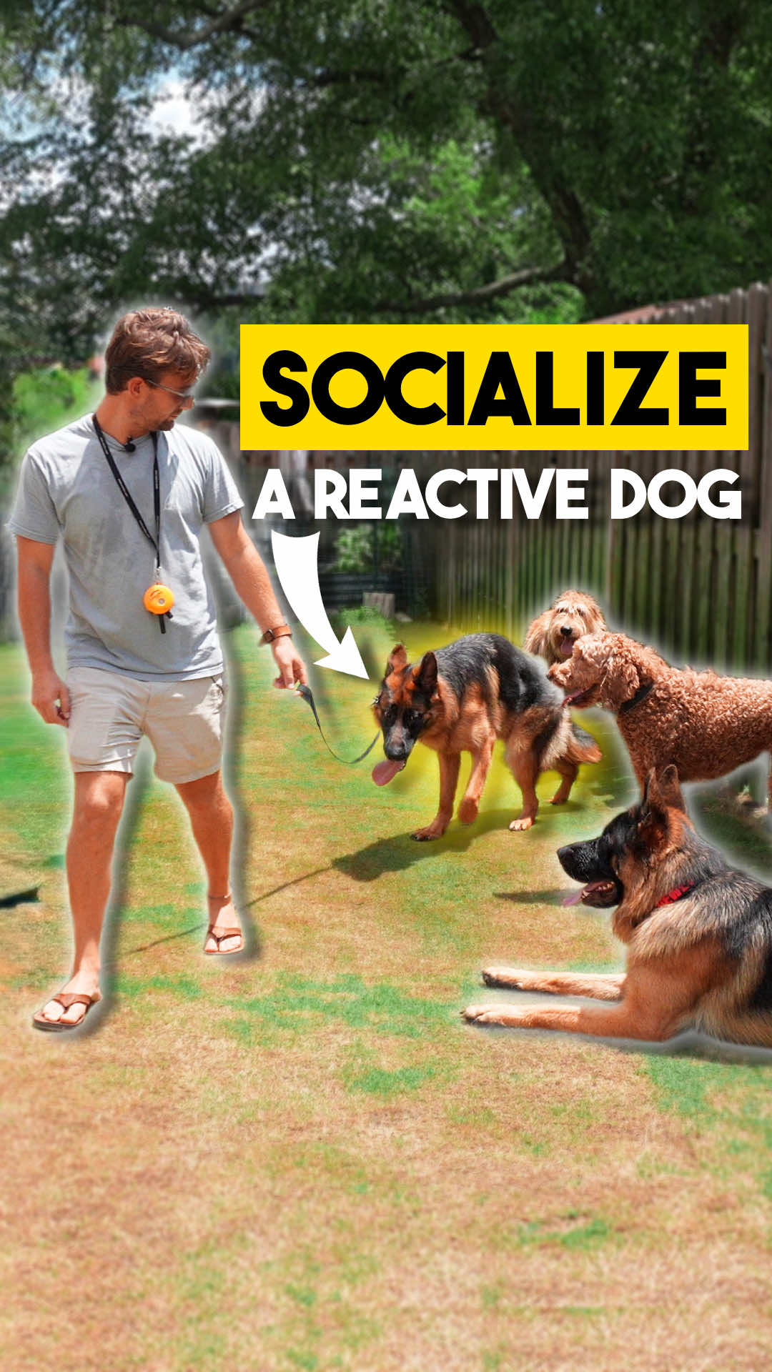 If you want to see Klaus’ progress, make sure you watch the video all the way through! It’s crazy how fast a dog learns with clear communication and boundaries. What do you want to see next in his training?  - #germanshepherd #gsd #DogTraining #reactivity 