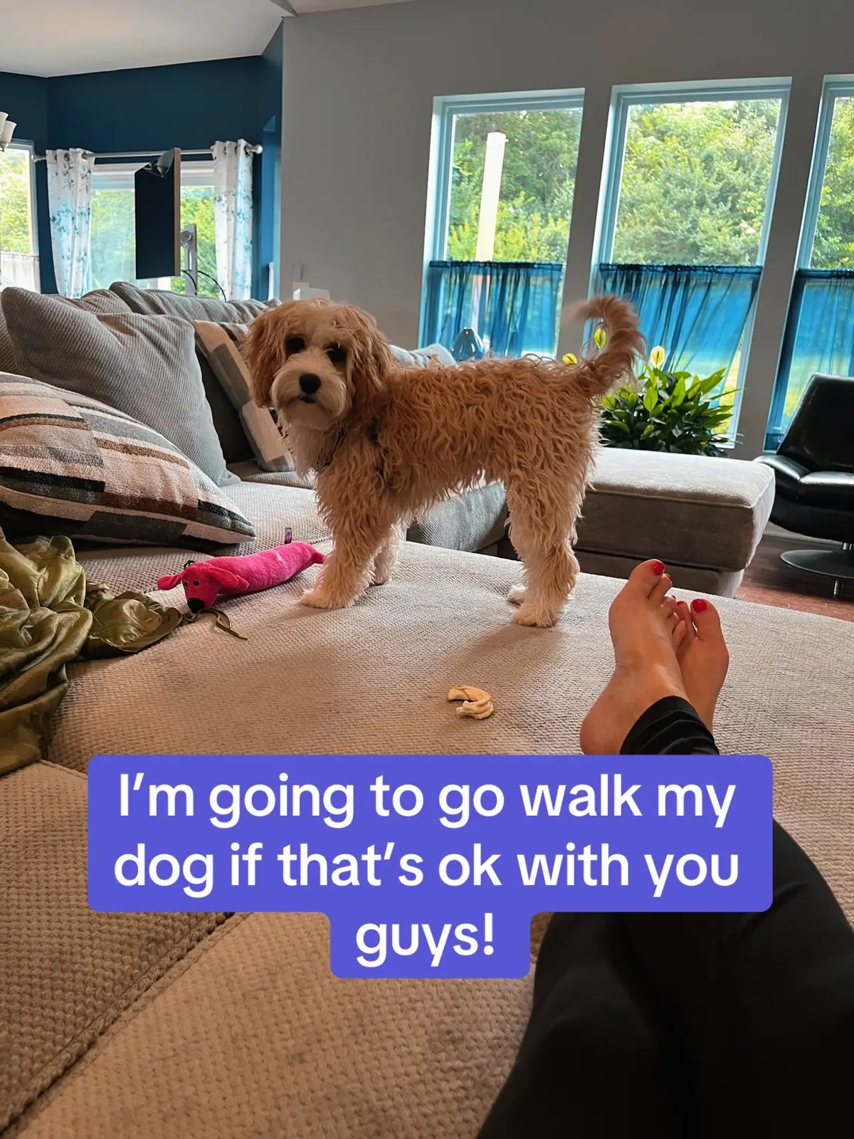 Is that ok with you guys? 🐶 #dogsofttiktok #walk #isthatokay #doglover 