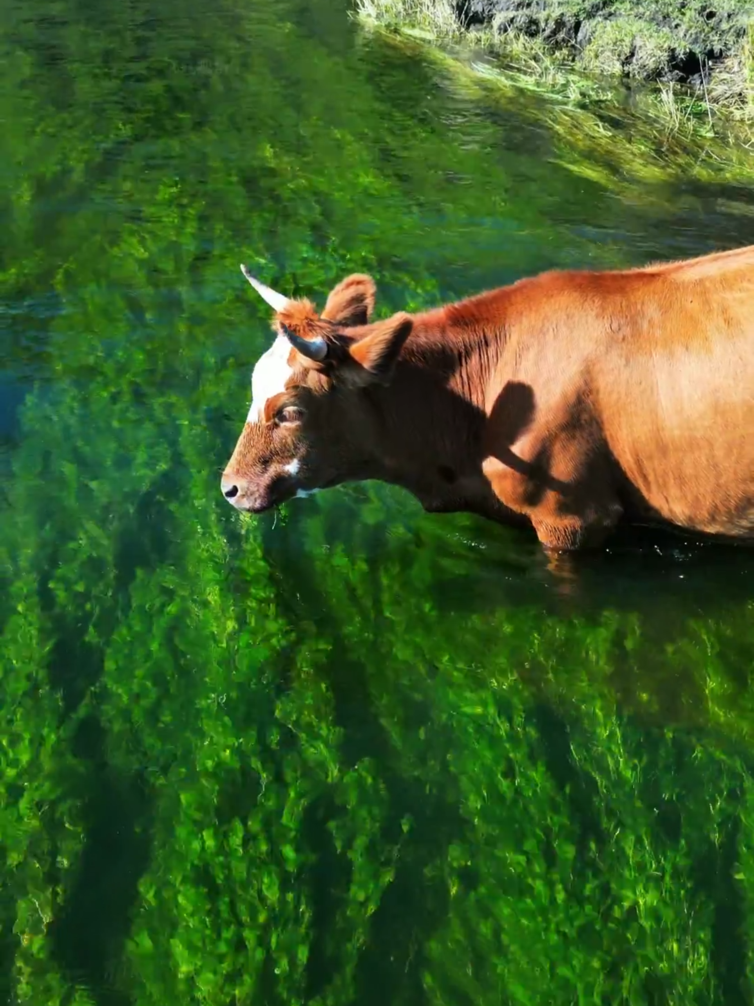 ¡Así Funcionan Las Vallas Invisibles Para Vacas! #Vallas #TecnologíaRural #Innovación #Curiosidades #CampoInteligente #DatoInteresante #ContenidoViral #ParaTi #TikTokViral #Tendencias