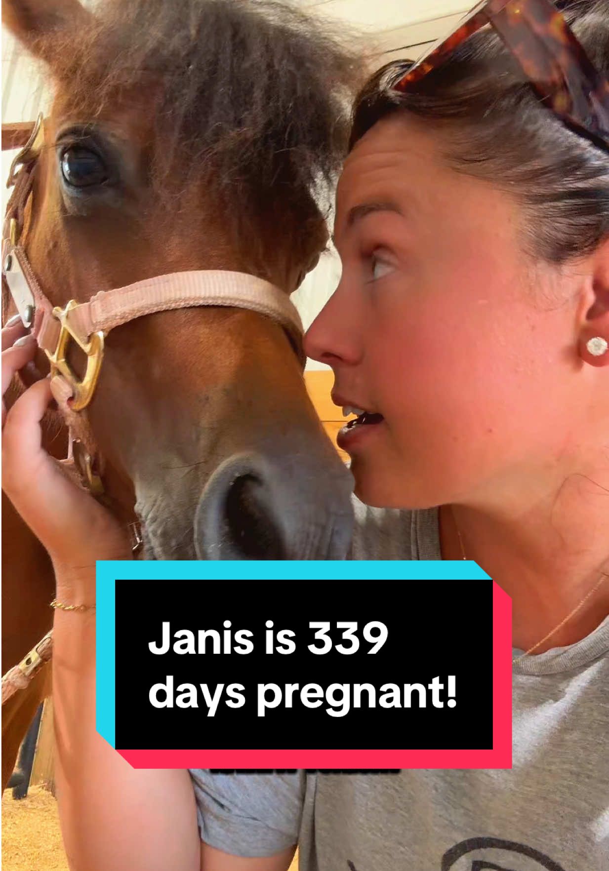 Janis is 339 days pregnant!🐴💕 #minimare #minihorse #foalwatch #minifoal 
