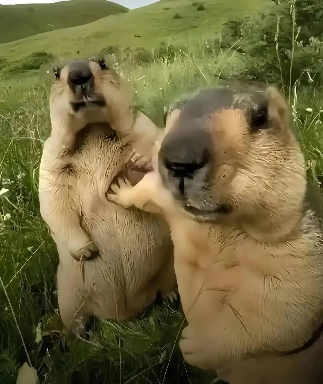 ТГК: Плачущая Империя / @cryempire  FAKE ALL FAKE ALL FAKE ALL Джейн Доу — одна из ключевых играбельных персонажей в Zenless Zone Zero, возглавляющая фракцию «Хитрые зайцы» (Gentle House). Она выступает в роли профессионального агента по решению самых разных, порой опасных, задач в городе Нью-Эриду. Джейн — мозг и сила своей команды, в которую также входят Николь и Анби. Её характеризует внешнее спокойствие, сдержанность и высокий профессионализм. Однако за этой маской скрывается заботливая и почти материнская фигура, которая опекает своих напарниц. Она обожает смотреть фильмы, что добавляет её образу человечности. В бою Джейн использует уникальное гибридное оружие, напоминающее цепной меч, нанося мощные удары и специализируясь на оглушении противников. Её имя — псевдоним, а её прошлое окутано тайной, что делает её одним из самых интригующих персонажей игры. #рекомендации #рек #хочуврек #fyp #foryou #viral #trending #gaming #гейминг #edit #аниме #GenshinImpact #геншинимпакт #genshin #HonkaiStarRail #хонкайстаррейл #hsr #wutheringwaves #вузерингвейвс #wuwa #вува #zenlesszonezero #ззз #zzz #hoyoverse #zhongli #raidenshogun #venti #nahida #furina #kazuha #alhaitham #neuvillette #wriothesley #xiao #wanderer #scaramouche #childe #tartaglia #hutao #yelan #ganyu #ayaka #yoimiya #arlecchino #clorinde #sigewinne #kaeya #diluc #lisa #jean #kafka #blade #silverwolf #sam #acheron #aventurine #robin #boothill #danheng #imbibitorlunae #march7th #himeko #jingyuan #jingliu #fuxuan #seele #bronya #topaz #drratio #sampo #firefly #jiyan #yinlin #calcharo #encore #kakarot #verina #jianxin #lingyang #rover #yangyang #chixia #baizhi #sanhua #danjin #mortefi #aarlo #anby #nicole #billy #nekobiba #vonlycaon #grace #rina #anton #koleda #ben #soukaku #wiseman #belle