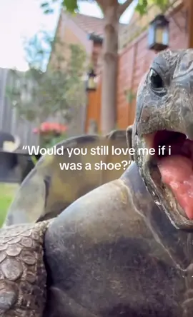 #fyp #turtle 