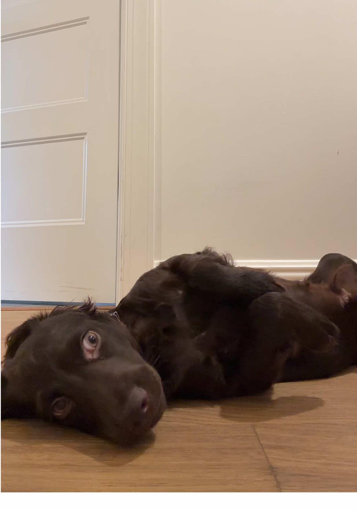 Let the humans have their Bugattis, I’ve got 9 lives and no bills…. #fyp #trend #trending #bugatti #bugattitrend #fypシ #catsoftiktok #dogsoftiktok 