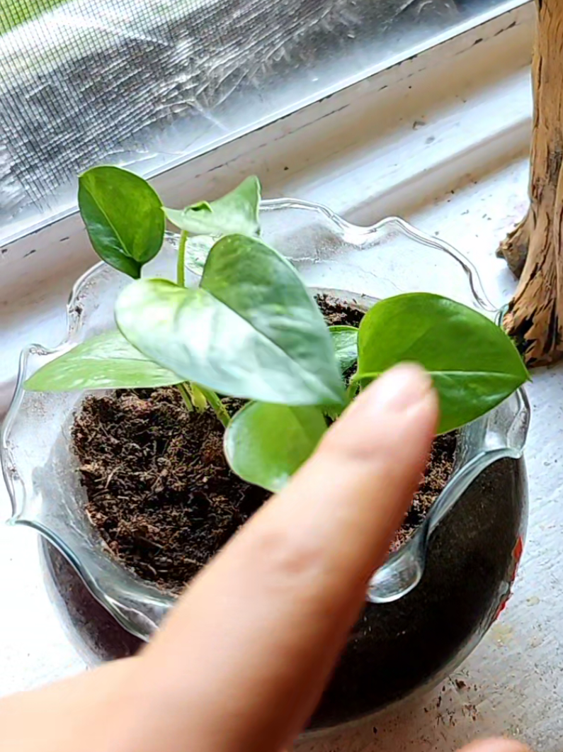 Respuesta a @lizzremache plantas de interior hermosas. #plantas #plants #jardineriaencasa #plantasparaelhogar #plantn #homeplant #housplants #jardinencasa #plantasdeinterior 