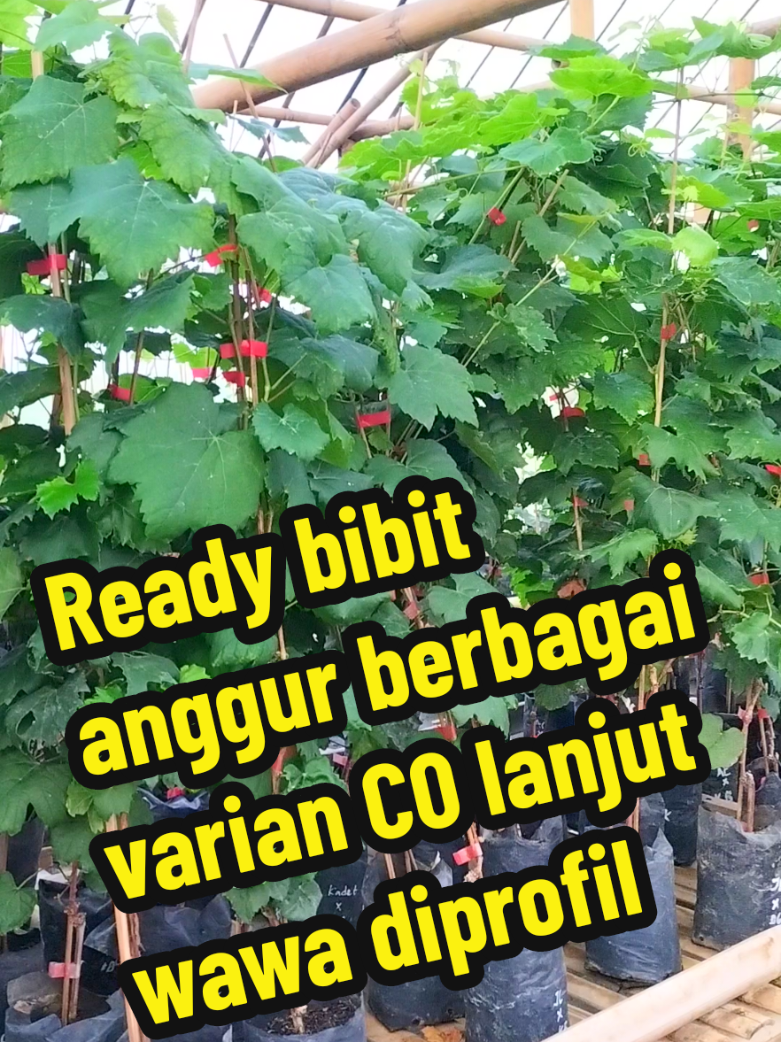 Pengen tanam buah tapi minim lahan... tanam anggur salah satu solusinya ya kaka. #bibitanggur #bibit #anggurimport #grapes #grafting 