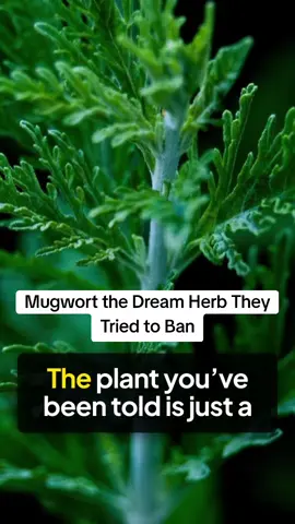 Mugwort the Dream Herb They Tried to Ban Mugwort history, witch herbs, prophetic dreams, divination tools, banned plants #Witch #Herbs #Mugwort #Dreamwork #Occult #Botany #Witchtok #fyp #TheCauldronChronicles 