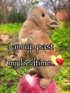 I’m up past my bedtime 💔 #bunny #rabbitsoftiktok #trending #meme #fyp 