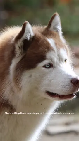 This is super important to me—especially with how many kids and people come up to us asking for photos, pets, you name it. I don’t want my dogs whining, barking, or getting freaked out by loud cars, screaming kids, or music. I’ve put a lot of time into my dogs so they can go places and do things. #husky #huskysoftiktok #fyp #siberianhusky #tiktokviral 