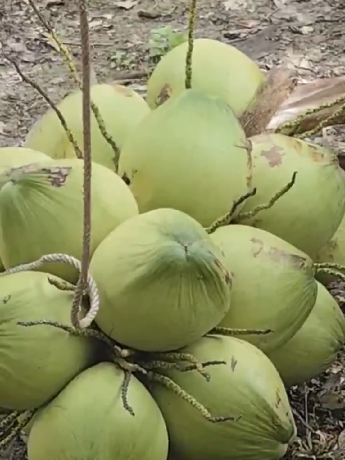 thu hoạch dừa tươi #livehighlights 