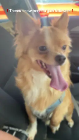 Watch all the way to the end to see all 14 of my fur babies. If you have fur babies leave a picture in the comments. Let help each other and reach our follow goals together #followerstiktok #trends #supporteachothersmalltiktokers #helping #fyp 