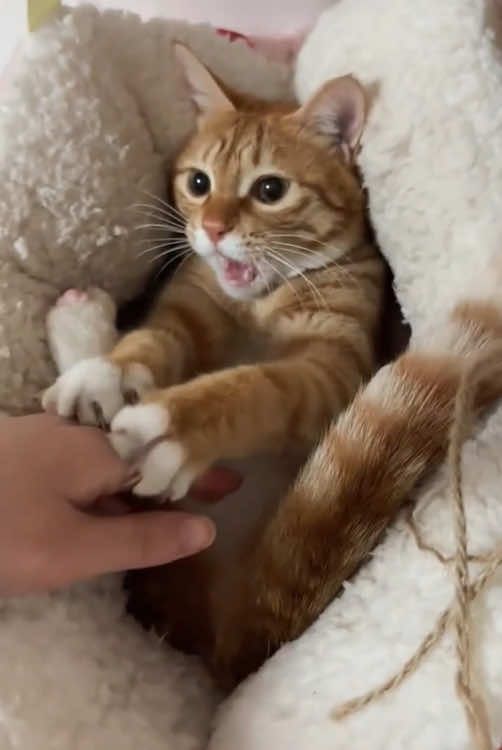 My cat won’t let me touch it#foryoupage #cats #pers #foryou #fyp #funnyvideos #funny #catsftiktok #cute 