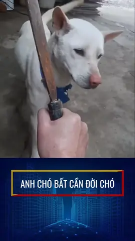 Chó said: Mày thích giề, mày ăn đi 🤪🤪🤪#fyb #thưgiãn #funny 
