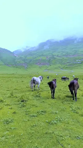 #creatorsearchinsights #foryoupageofficiall #jumla #musarajekshah #vairal #tiktokindia #tiktonepal🇳🇵 epal