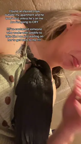 If I get sick and die from handling him it was 100% worth it  His name is la fromage  Edit: the bird was taken to the vet for a check and will be taken to our local bird wildlife rescue if it is deemed safe to do so.  I did not mean to pet it’s back, I was moving my hand downward to secure its body but I understand that moving my hand down it’s back is still not a proper thing to do.  thank you for the advice ! I do not have the bird flu or any other mysterious illness, thank you for the concern but I understand! (Please I’ve gotten multiple comments about this I truly appreciate the concern but I am completely fine) 