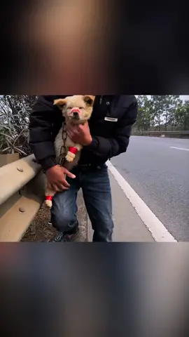 Rescue a puppy #animals #animalsoftiktok #rescue #rescuedog #dog #puppy 