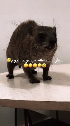 #صقر #اذكروا_الله 