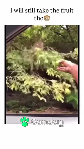 #viral #xyzbca #trending #fypシ #fyp #funny #animals #monkey 