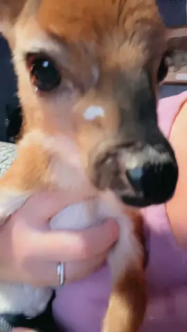 My favorite baby! #goat #fawn #deer #mybaby #ididmybest #ilovehim #deeroftiktok #fyp #2024 #happylife #animalrescue #Love #deertok 