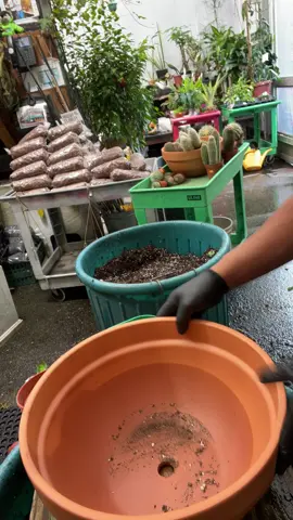 Cactus 🌵 love cactus 🌵🌵🌵🌵🌵🌵🌵🌵🌵🌵🌵🌵🌵🌵🌵🌵🌵🌵#cactus #cactusgarden #repot #planterideas #plantbased #siguemeparamasvideoslocos #locoporlasplantas 