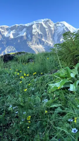 #goodmorning #kori_thochopa_Deurali_4200mtr #view #ponit #monsoonvideo    #explore #tony_hagan_trail #sikles_tasa_kori #koritrek3800m #tasa #gomahoteltasa #tiktok #video #gomahoteltiktokfollowers #foryoupage @Kaley Gurung 