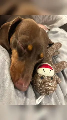 #mybaby it’s my baby Diesels birthday 💜 #miniweenie #weenerdog #dauschundsoftiktok #sockmonkey 