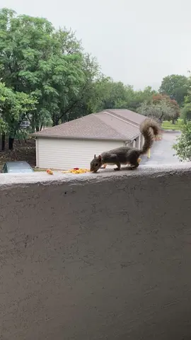 #fyp #fypシ #squirrel #squirrels 