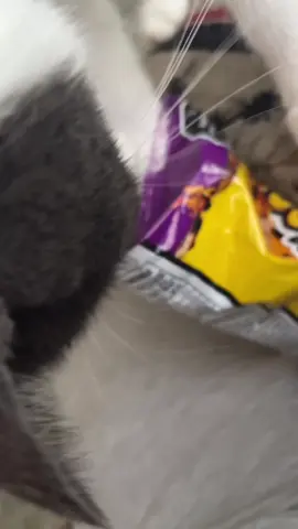 Gato de buenos gustos . #fypシ #gato #humor #fyp #cat @Chester Cheetah 