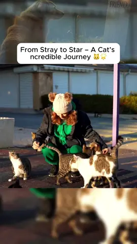 Rescue, Rehab, and Rehome – The Cat Rescue Journey 🐱💙 #RescueMission 