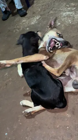 Amor animal#creatorsearchinsights#animal 