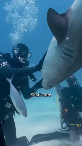 Sharks core.part 2🦈🥰 #animalbreedfacts #animal#greatbarrierreef#coralreef#avatarthewayofwater#avatar#traveltok#travel#seeaustralia#scubatok#scub#usa