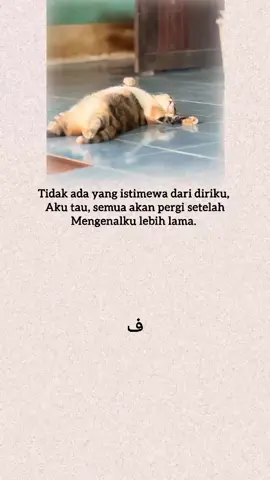 #laguarab #arabicsong #kucing 
