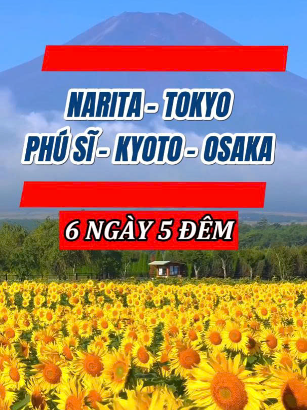 Hành trình Narita - Tokyo - Phú Sĩ - Kyoto - Osaka 6 ngày 5 đêm, No Shop độc quyền! #nhatban #dulichnhatban #japan #japantravel #dulich #travel #traveltiktok #xuhuong #fyp #viral #toptentravel