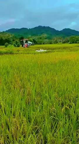 #petani #petanimuda #petaniindonesia🇮🇩🇮🇩🇮🇩🌿🌿 #petanimilenial#buruh @sorotan Semua orang 