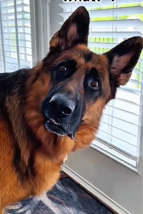 Dogs have a great capacity for understanding🐶🤣😝#usa #foryou #dogsoftiktok #dog #fyp #funnyvideo #usa_tiktok #doglover #dogs #funnytiktok #doglover #pet 