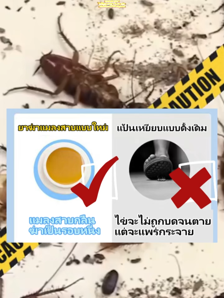 🔥 แมลงสาบตายเรียบ! กาวดักสูตรแรง ฆ่าได้ 100% ใน 1 คืน#แมลงสาบ #ยากําจัดแมลงสาบ #กําจัดแมลง #เครื่องดักแมลง
