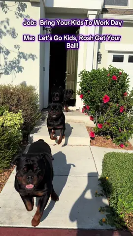 Job said “Bring Your Kids To Work Day!” Paw Paw said, “Let’s Go Kids, Rosh Get your Ball!” 😂🐶🐶🐶🐶🐶💯❤️#fyp #influencer #dc #rottweilerlovers #rottweilerpuppy #california #dogs #dogsoftiktok #foryourpage #georgia #rottweilerontiktok #dog #fypシ 