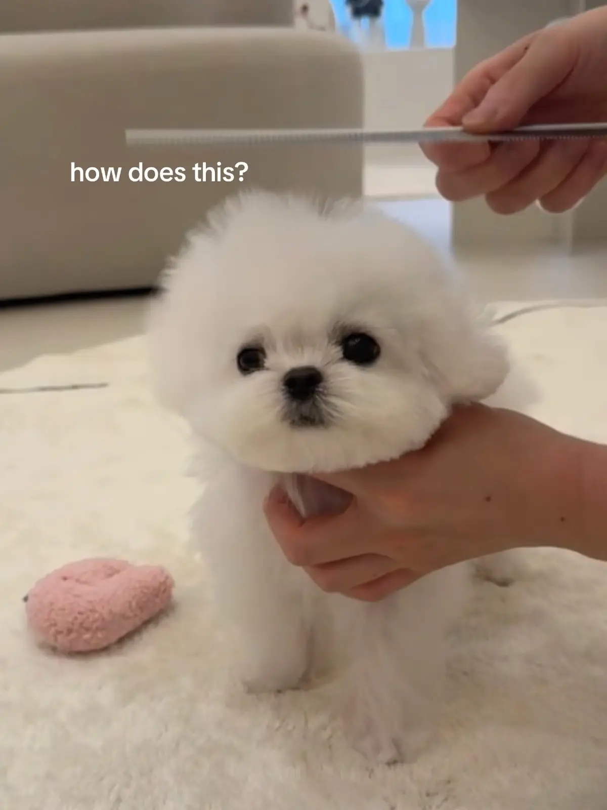 #bichon #bichonfrisé #puppytiktok #puppycheck #dogmom #puppy #puppiesoftiktok 