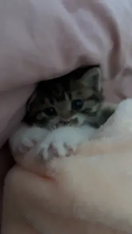 So cute #cat #cats #pet #pets #meow #kitten #kitty #kittycat #kucing #kucinggemoy #kucingoren #kucinglucu #kucingtiktok #catsoftiktok #PetsOfTikTok #catlover #petlover #cattok #fyp #fypage #fyppppppppppppppppppppppp #viral #foryou #foryoupage #tiktok #cute #cutecat #adorable #comel #lucu #Love #lovely #funny #babycat #anakkucing 