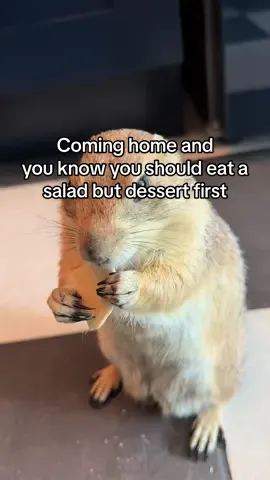 It’s that kind of day.  To be clear: that “cookie” does not contains sugar or processed ingredients. It’s rice and wheat and he loves them.  #🥔 #prairiedog #dessertfirst 