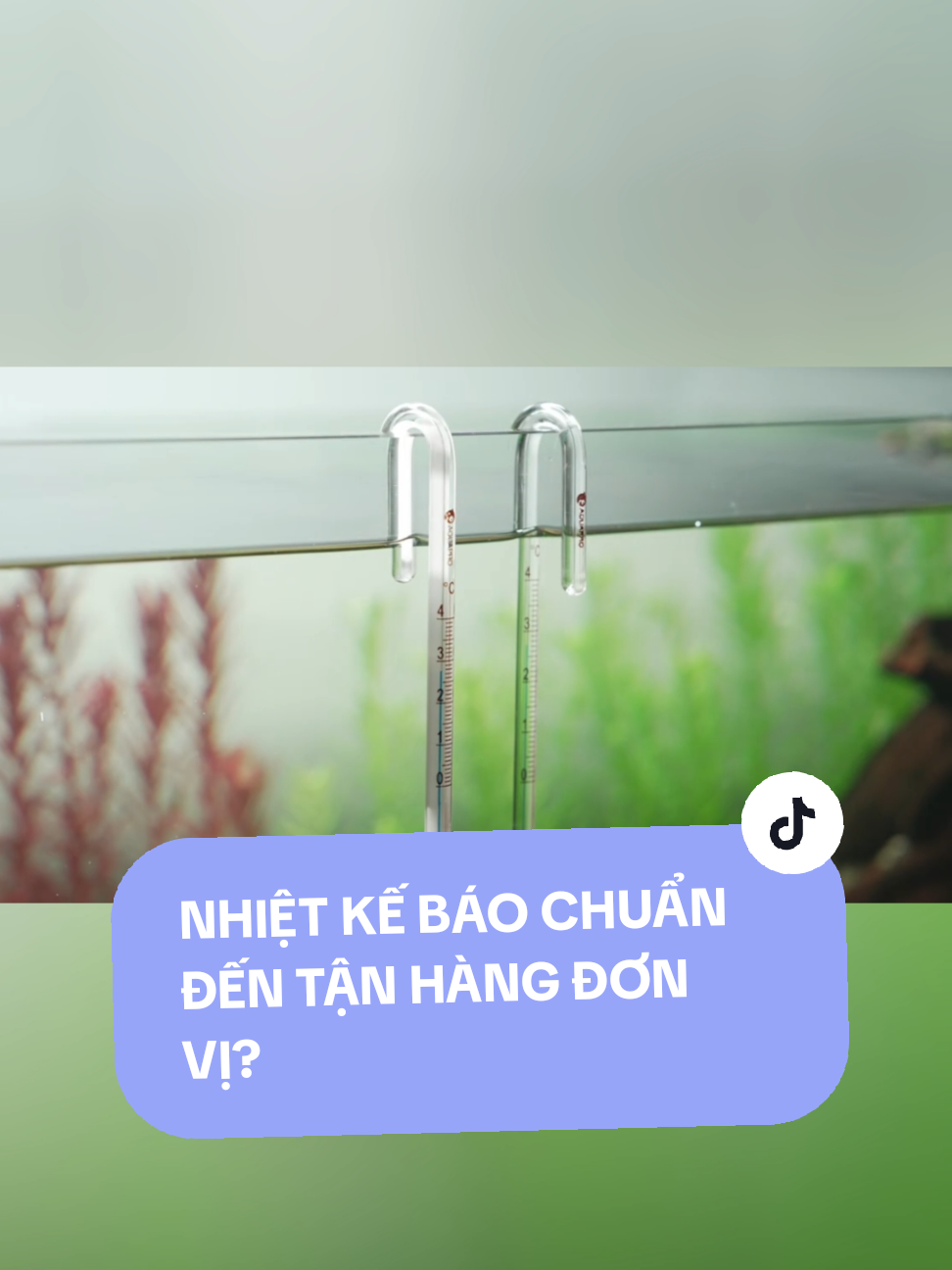 Nhiệt kế bể cá móc treo, chắc chắn, an toàn, báo nhiệt độ chuẩn đến tận hàng đơn vị?! #ennhoaqua #nhiệtkế #hồcá #thủysinh #xh 