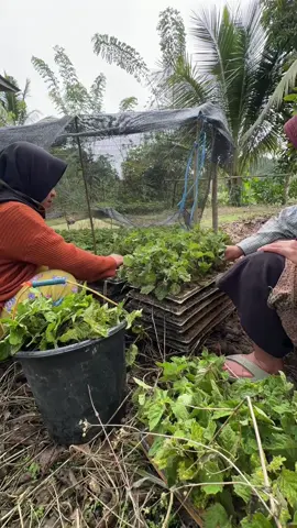 Semai bibit nilam menggunakan media potray #fy #petanimuda #nilam 