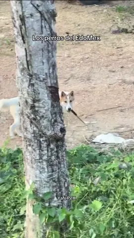 Los perros del edomex #perrosgraciosos #perrosdivertidos #funnydogs #dogsoftiktok #perritosenmayo #mayo2025 #fyp #tiktokmexico #doglover #PetsOfTikTok #comediacanina #perroslocos #viralperros #mascotashumor #dogcomedy #perritosalchicha