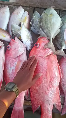 Hasil memancing di rumpon ikan kakap merah  info sewa kapal 087819920259 Sesumpu, Penajam Paser Utara, Kal-Tim #mancingmania 