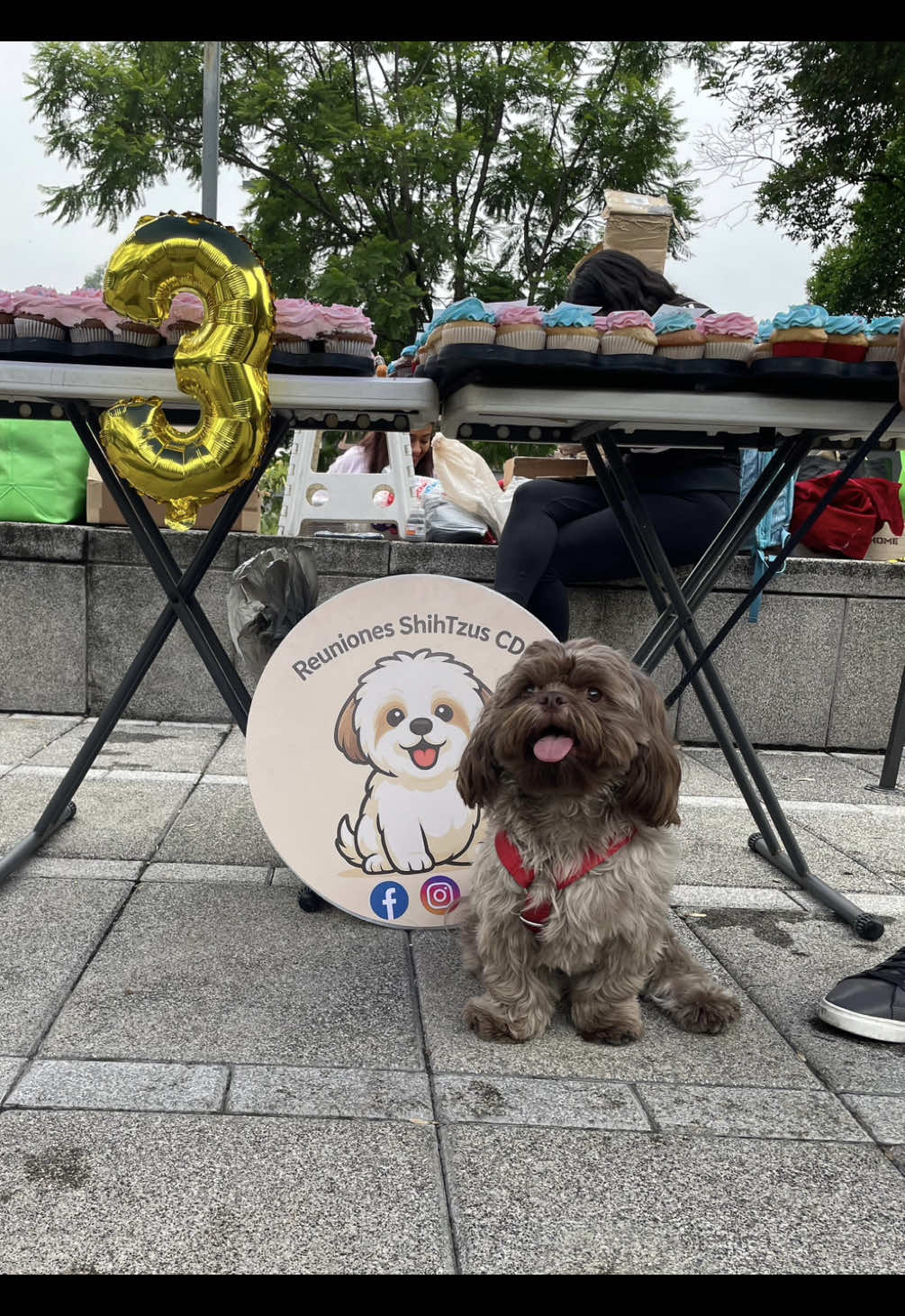 #reunionesshihtzucdmx #shihtzu #odin #fuentedexochipilli #fyp @Reuniones ShihTzus CDMX 