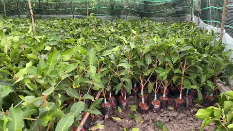🌳Cây giống mận Hồng MST.  👉Trồng là MÊ! 📲 0939 818 975 #diemphuongfarm #manhongmst #manhongsoctrang 