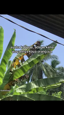 tunggu ha #banjarmasin #storybanjar #kandangan #kalimantan #xbyzca #katakatabanjar #foryoupage #fypbanjarmasin 