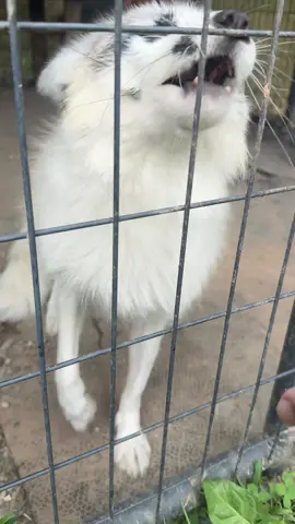 No petting for Fiona…