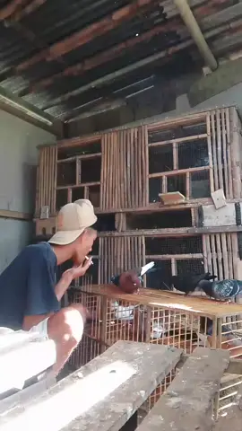 #merpatikolong #merpati #merpatikolongmeja #merpatikolongindonesia #merpatilosdor #masukberandafyp #fypdongggggggggシ 