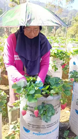 rutinitas ku tiap hari #kebun strobery