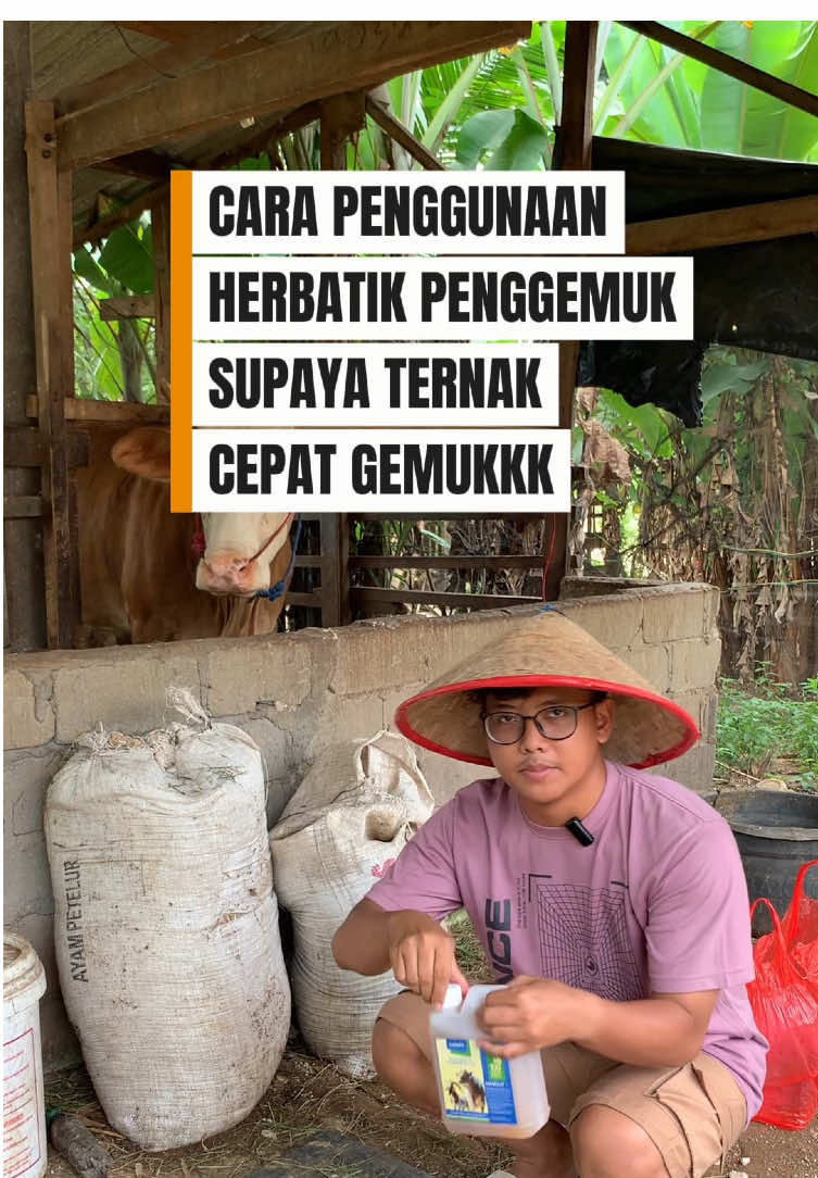 Cara penggunaan herbatik penggemuk sapi dan kambing yang benar #sapi #kambing #herbatik 